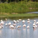 aliaga-nin-alli-turnalari