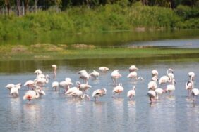 aliaga-nin-alli-turnalari