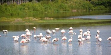 aliaga-nin-alli-turnalari