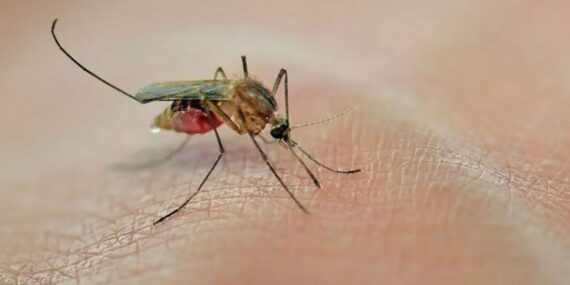 Küresel ısınma ile gelen yeni tehlike: Sivrisinekler daha ölümcül hale geliyor