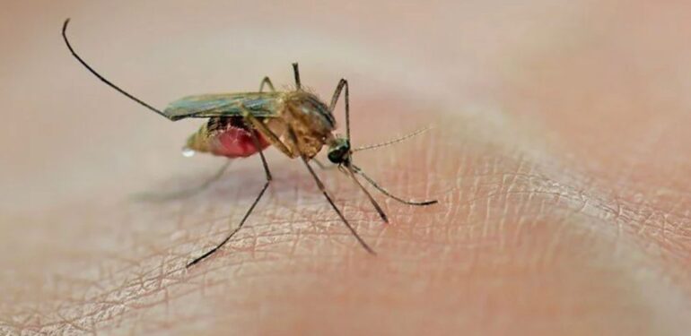 Küresel ısınma ile gelen yeni tehlike: Sivrisinekler daha ölümcül hale geliyor